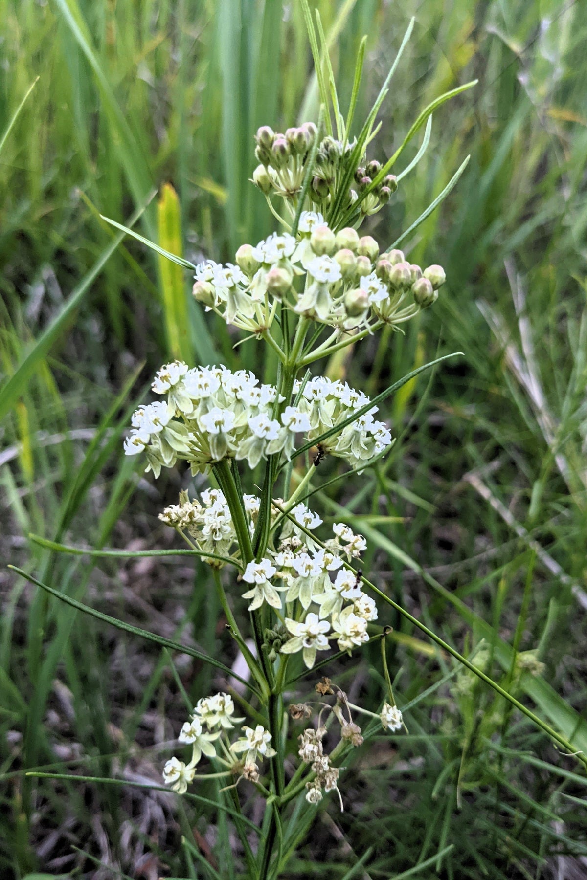 White Worled (Horesetail) Milkweed Asclepias Verticillata Flower Seeds – photo 10