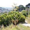 15 GIANT FENNEL Ferula Communis Gigantea Yellow Flower Herb Seeds