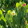 10 PORTIA TREE Yellow Pink Purple Flowers Change Color Pacific Rosewood Tulip Thespesia Populnea Seeds