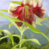 5 NEPAL LILY Green & Maroon Lilium Nepalense Fragrant Flower Seeds