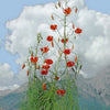 10 CORAL LILY Siberian Turk's Cap Lilium Pumilum Coral Red Fragrant Flower Seeds