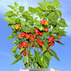 10 Red CAROLINA REAPER PEPPER World's Hottest Capsicum Chinense Hot Chili Vegetable Seeds