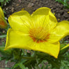300 YELLOW BLAZING STAR Mentzelia Lindleyi Bartonia Evening Star Native Flower Seeds