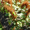 100 Organic HOT BISCUITS AMARANTHUS Cruentus Coppery Bronze Plumes Flower Seeds