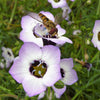 1000 BIRDS EYES Gilia Tricolor Lavender White Native Fragrant Hummingbird Flower Seeds