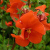 50 SCARLET MASK FLOWER Hummingbird Plant Red Alonsoa Warscewiczii Seeds