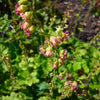 25 FRINGECUP Tellima Grandiflora Odorata Bigflower Fringe Cup Pink Flower Seeds