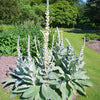 100 WHITE BLUSH VERBASCUM Blattaria Albiflorum Moth Mullein Flower Seeds