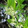 15 INDIAN PLUM Osoberry Oregon Oso Berry Oemleria Cerasiformis Fruit Shrub Seeds