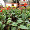 5 MIXED CANNA LILY Generalis Mix Colors Red Yellow Hummingbird Flower Seeds
