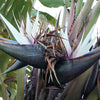 5 GIANT BIRD OF PARADISE Tree Strelitzia Nicolai Wild Banana White Crane Blue Purple Flower Houseplant Seeds