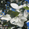 10 SILVER BOX EUCALYPTUS Pruinosa Silvery Blue-Green Foliage Apple Box Smoke Tree White Yellow Flower Seeds