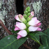 50 WHITE TURTLEHEAD Chelone Glabra Flower Seeds