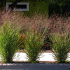 1000 SWITCHGRASS Tall Panic Switch Grass Panicum Virgatum Red Flower Seeds