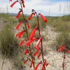 150 Eatons RED FIRECRACKER PENSTEMON Eatonii Native Hummingbird Flower Seeds