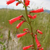 150 Eatons RED FIRECRACKER PENSTEMON Eatonii Native Hummingbird Flower Seeds