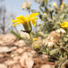 100 HAIRY GOLDEN ASTER Chrysopsis Heterotheca Villosa Herb Yellow Flower Seeds