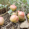 Ground Plum Seeds – Flower Cover Ground Plum Milkvetch Astragalus Crassicarpus