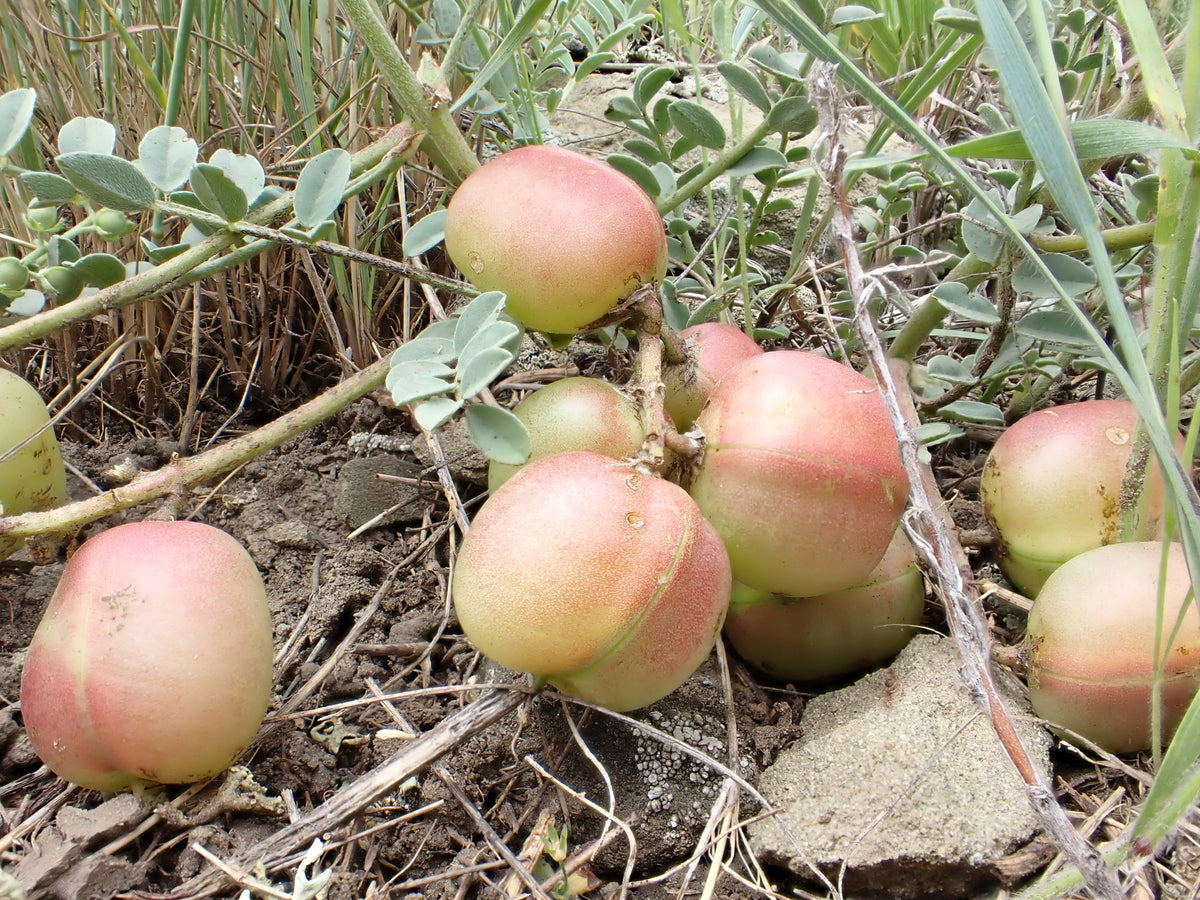 Ground Plum Seeds – Flower Cover Ground Plum Milkvetch Astragalus Crassicarpus