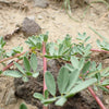 1000 WHITE PRAIRIE CLOVER Dalea Candida Flower Seeds