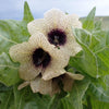 200 Black HENBANE Nightshade Hyoscyamus Niger Flower Seeds