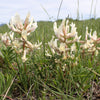 Ground Plum Seeds – Flower Cover Ground Plum Milkvetch Astragalus Crassicarpus – photo 6