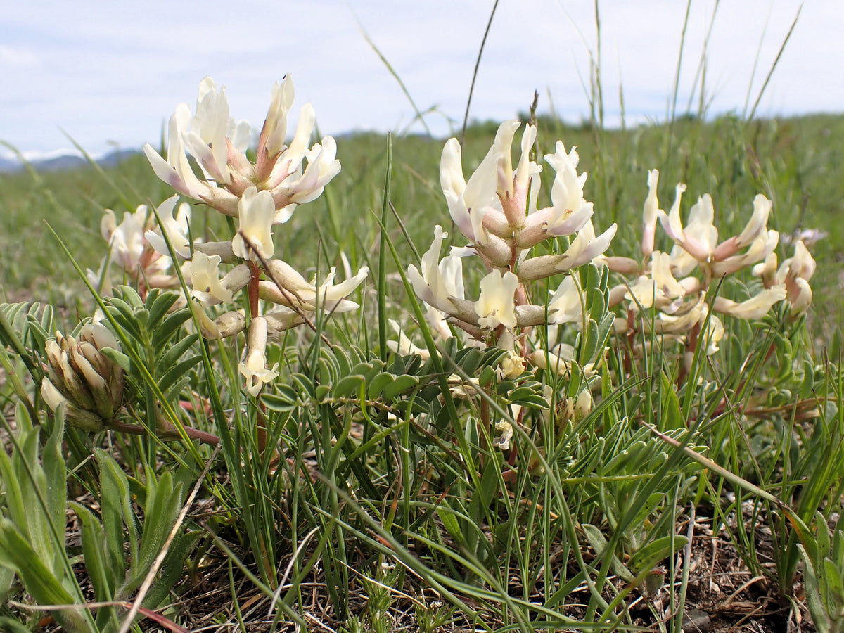 Ground Plum Seeds – Flower Cover Ground Plum Milkvetch Astragalus Crassicarpus – photo 6