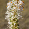 1000 WHITE PRAIRIE CLOVER Dalea Candida Flower Seeds