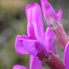 30 Purple LOCOWEED CRAZYWEED Oxytropis Lambertii Native Flower Seeds