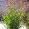 1000 SWITCHGRASS Tall Panic Switch Grass Panicum Virgatum Red Flower Seeds
