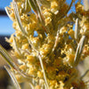 100 SILVER SAGEBRUSH Artemisia Cana Dwarf Sagebrush Silver Wormwood Herb Flower Seeds