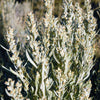 100 SILVER SAGEBRUSH Artemisia Cana Dwarf Sagebrush Silver Wormwood Herb Flower Seeds
