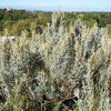 100 SILVER SAGEBRUSH Artemisia Cana Dwarf Sagebrush Silver Wormwood Herb Flower Seeds