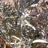 100 SILVER SAGEBRUSH Artemisia Cana Dwarf Sagebrush Silver Wormwood Herb Flower Seeds