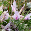 Ground Plum Seeds – Flower Cover Ground Plum Milkvetch Astragalus Crassicarpus – photo 7