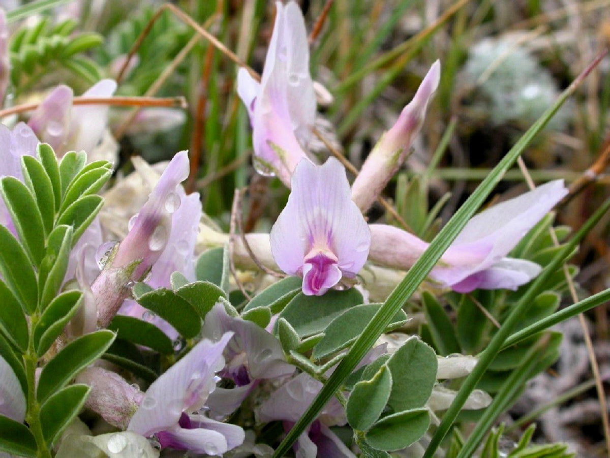 Ground Plum Seeds – Flower Cover Ground Plum Milkvetch Astragalus Crassicarpus – photo 7