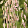 Mesquite / Sideoats Grass Ornamental Bouteloua Curtipendula Seeds