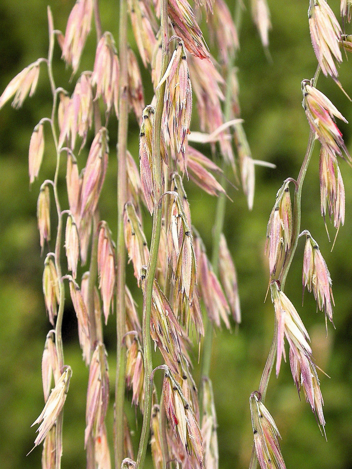 Mesquite / Sideoats Grass Ornamental Bouteloua Curtipendula Seeds