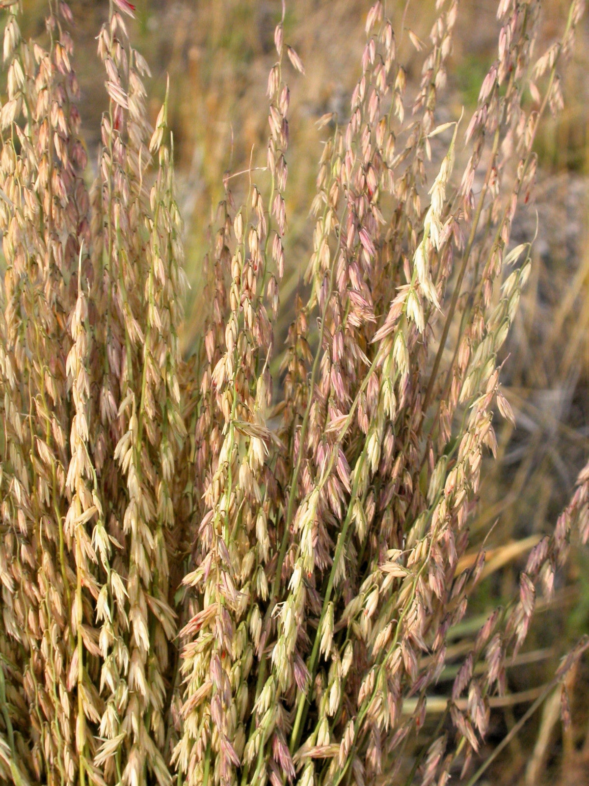 Mesquite / Sideoats Grass Ornamental Bouteloua Curtipendula Seeds – photo 2