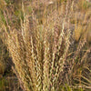 Mesquite / Sideoats Grass Ornamental Bouteloua Curtipendula Seeds – photo 3