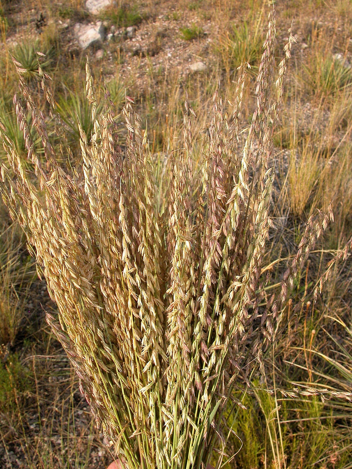 Mesquite / Sideoats Grass Ornamental Bouteloua Curtipendula Seeds – photo 3