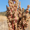 Organic Red Aztec Spinach Seeds – Huauzontle Chenopodium Berlandieri Greens Vegetable – photo 2