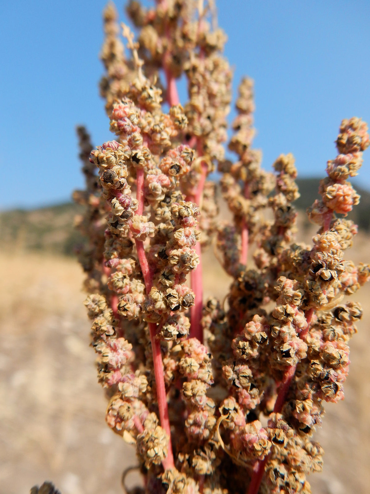 Organic Red Aztec Spinach Seeds – Huauzontle Chenopodium Berlandieri Greens Vegetable – photo 2