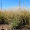 Mesquite / Sideoats Grass Ornamental Bouteloua Curtipendula Seeds – photo 6