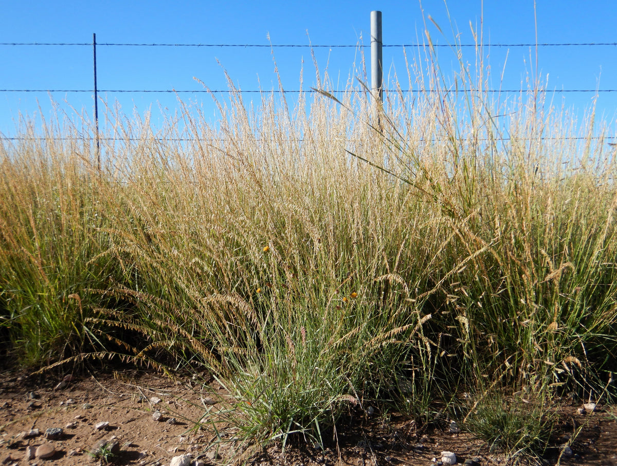 Mesquite / Sideoats Grass Ornamental Bouteloua Curtipendula Seeds – photo 6