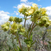 50 PRAIRIE CINQUEFOIL Tall Potentilla Drymocallis Arguta White Pale Yellow Native Flower Seeds