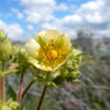 50 PRAIRIE CINQUEFOIL Tall Potentilla Drymocallis Arguta White Pale Yellow Native Flower Seeds
