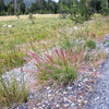 300 Bottlebrush SQUIRRELTAIL RYE GRASS Elymus Elymoides syn Sitanion Hystrix Red Plume Squirrel Tail Ornamental Seeds
