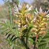50 AMERICAN LICORICE Glycyrrhiza Lepidota aka Wild Licorice Native Herb White Flower Seeds