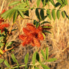 50 AMERICAN LICORICE Glycyrrhiza Lepidota aka Wild Licorice Native Herb White Flower Seeds